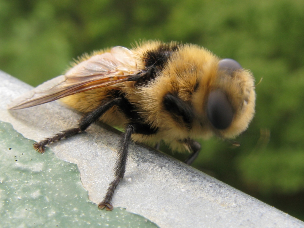 OESTRIDAE da determinare?